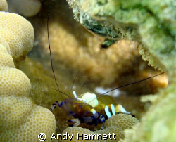 Anemone Shrimp, hard to photograph because the sea was ch... by Andy Hamnett 